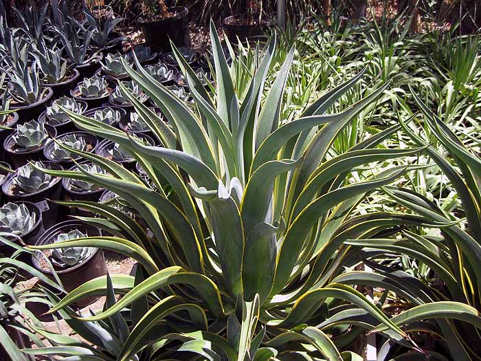 Agave desmettiana variegata